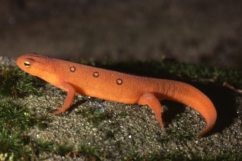 Juvenile stage red eft. Juvenile stage red eft. Credit: Jack Ray